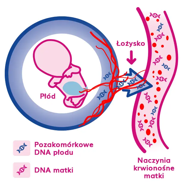 FeliaTest badanie wolnego DNA płodu